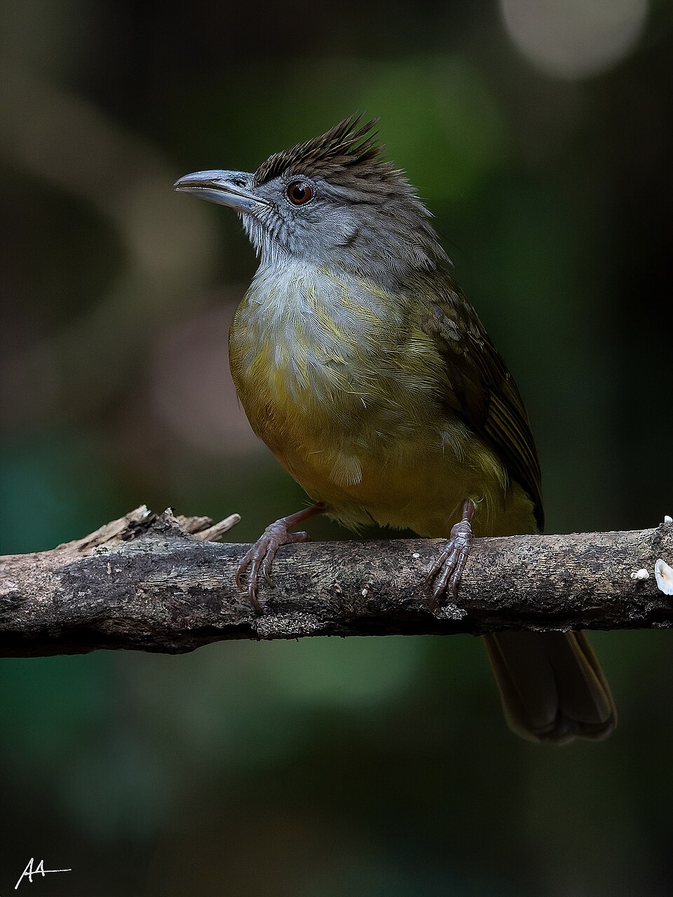 Palawan Bulbul