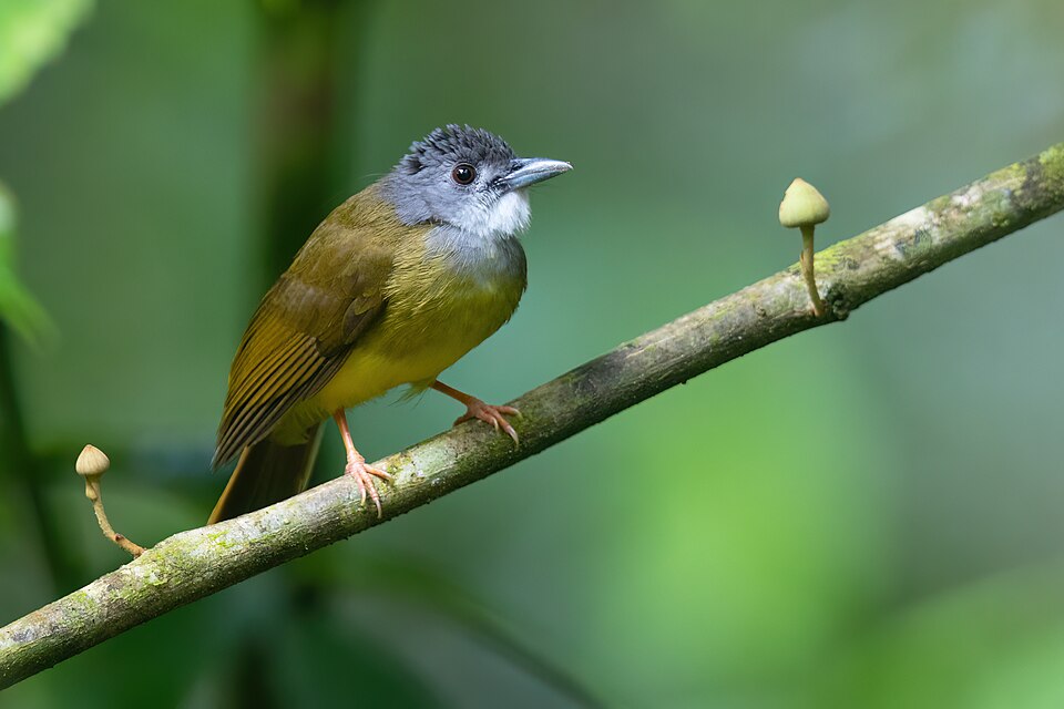 Yellow-bellied Bulbul