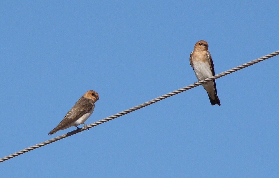 Tawny-headed Swallow