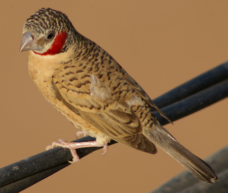 Cut-throat Finch