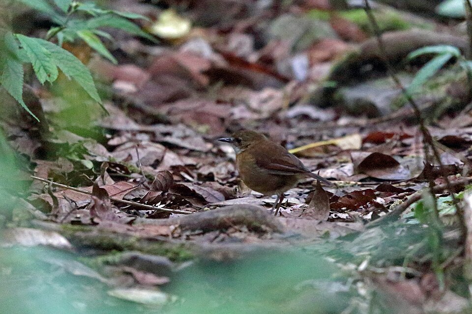 Lesser Ground Robin