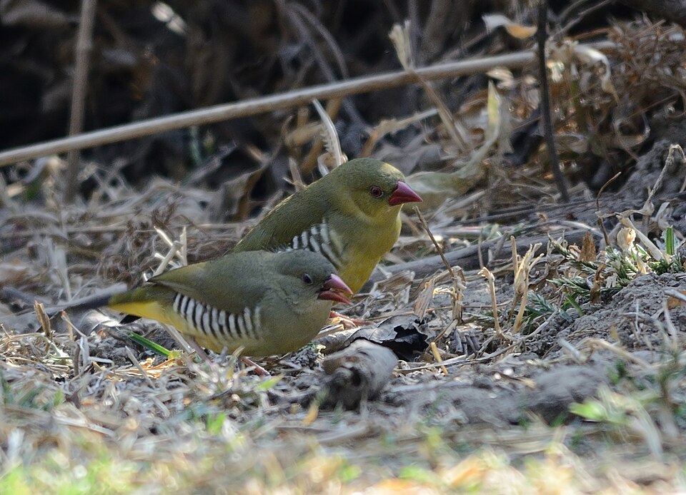 Green Avadavat