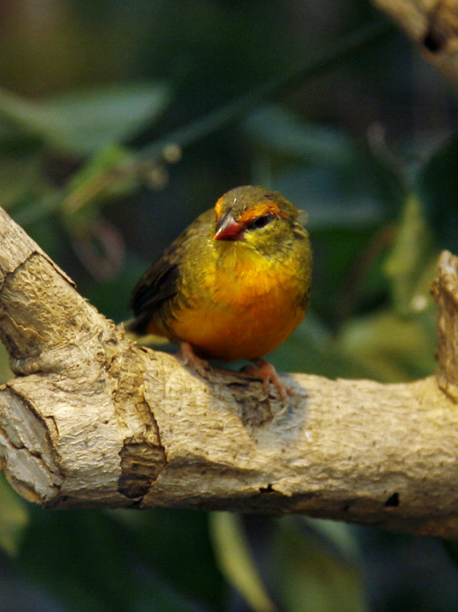 Orange-breasted Waxbill