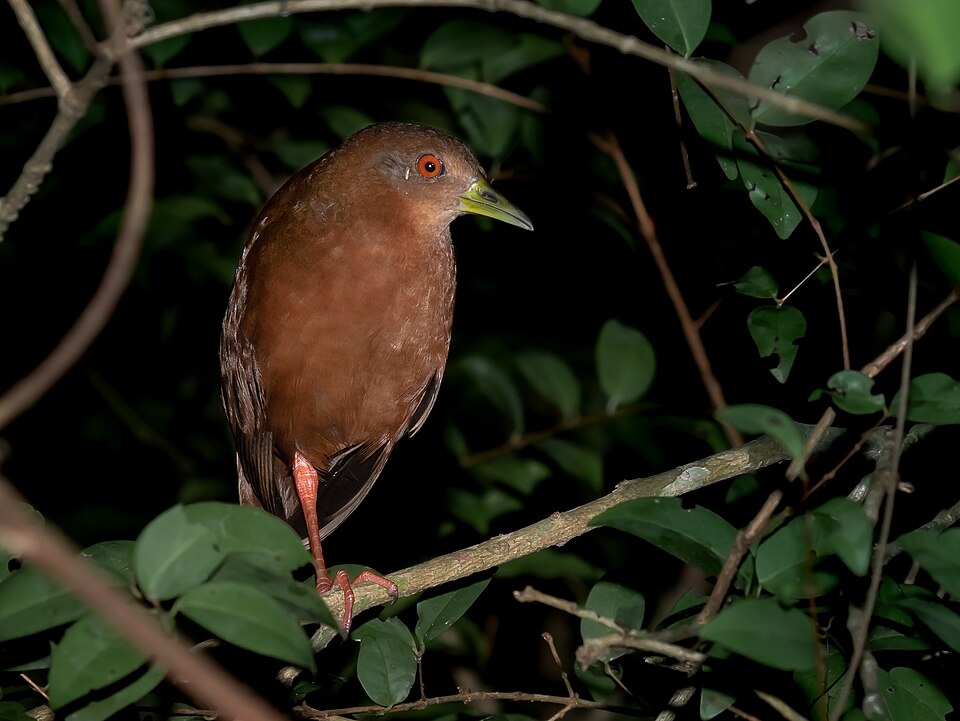 Uniform Crake