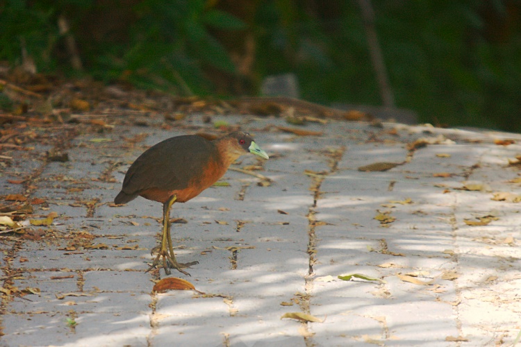 Isabelline Bush-hen