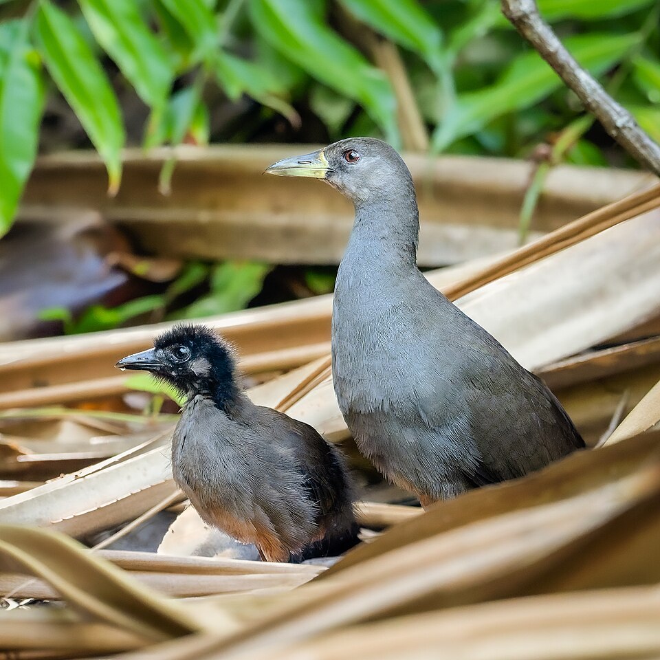 Pale-vented Bush-hen