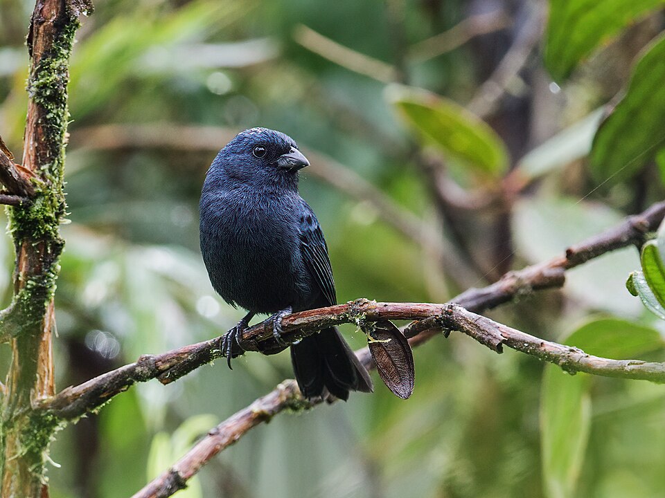 Ecuadorian Seedeater