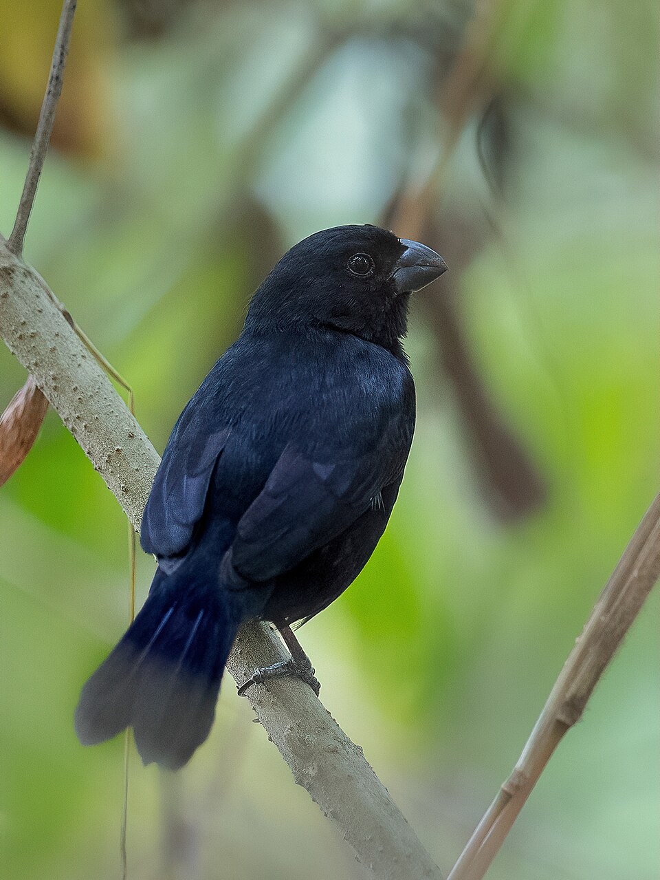 Cabanis's Seedeater
