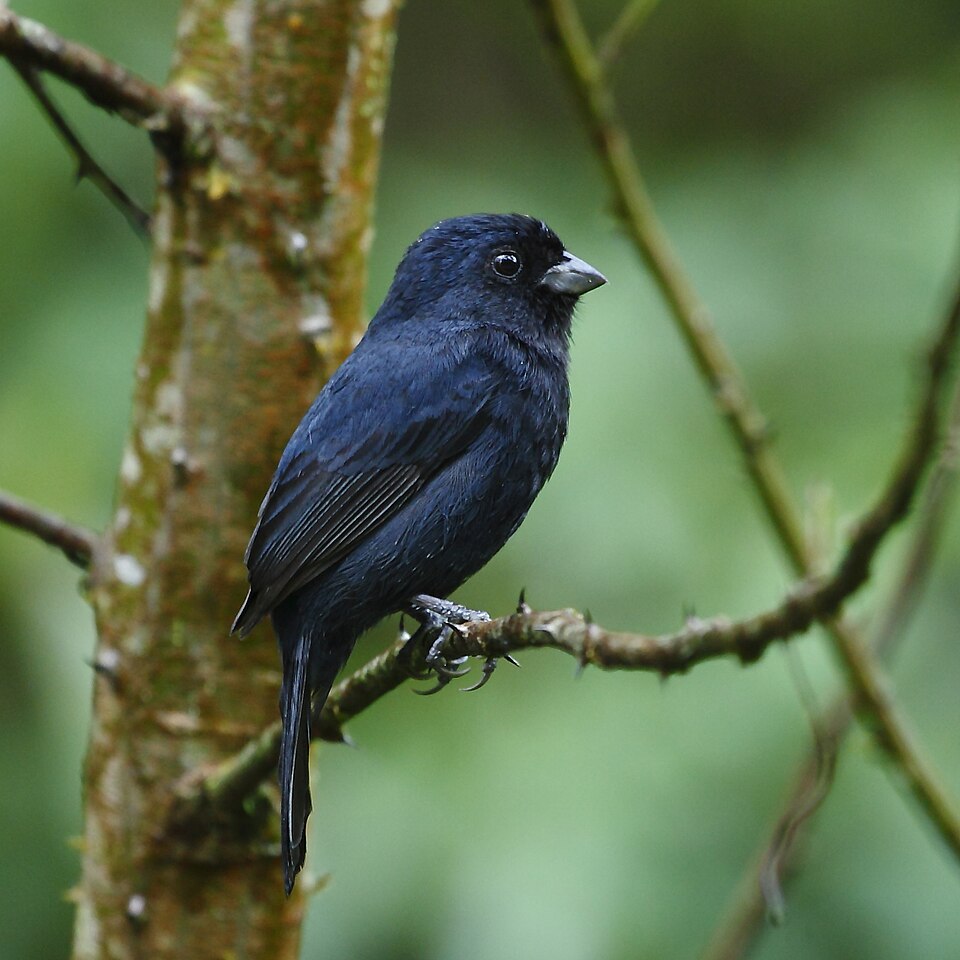 Blackish-blue Seedeater