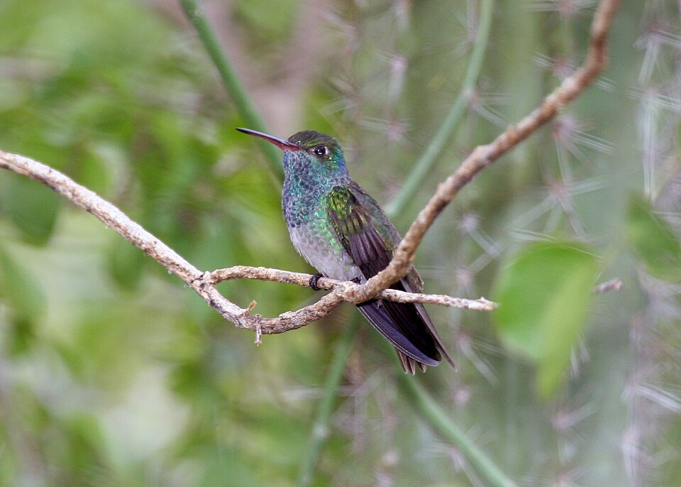 Honduran Emerald