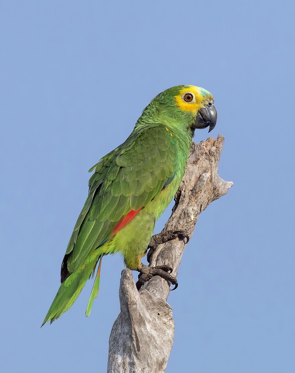 Turquoise-fronted Amazon