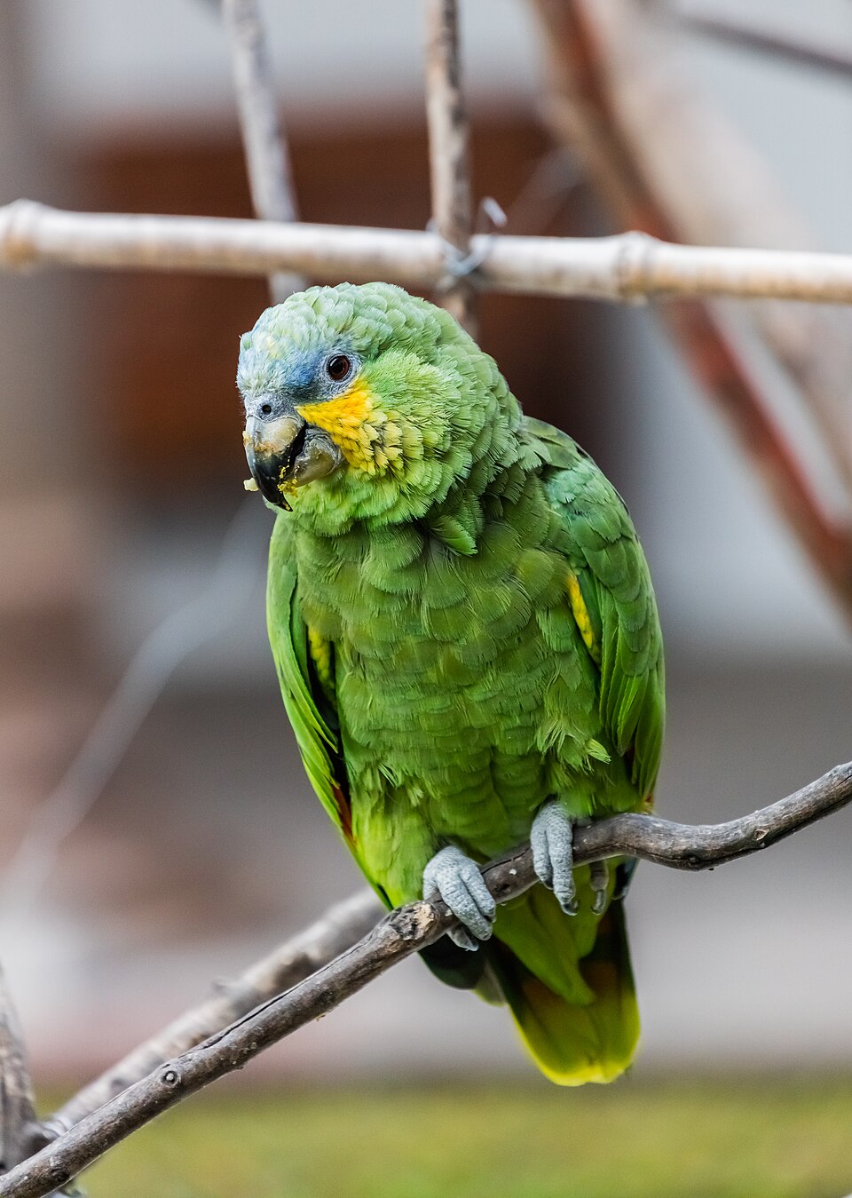 Orange-winged Amazon