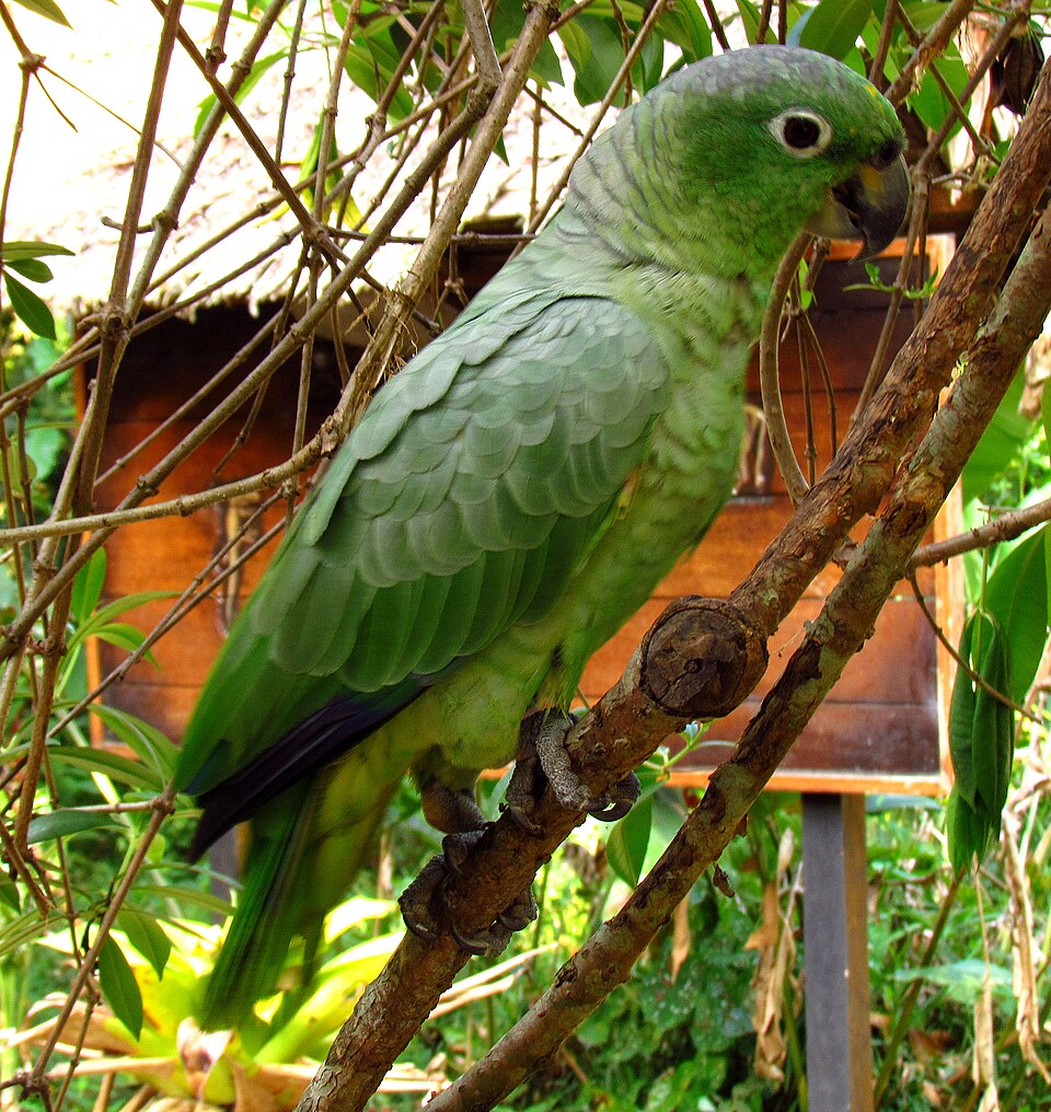 Southern Mealy Amazon