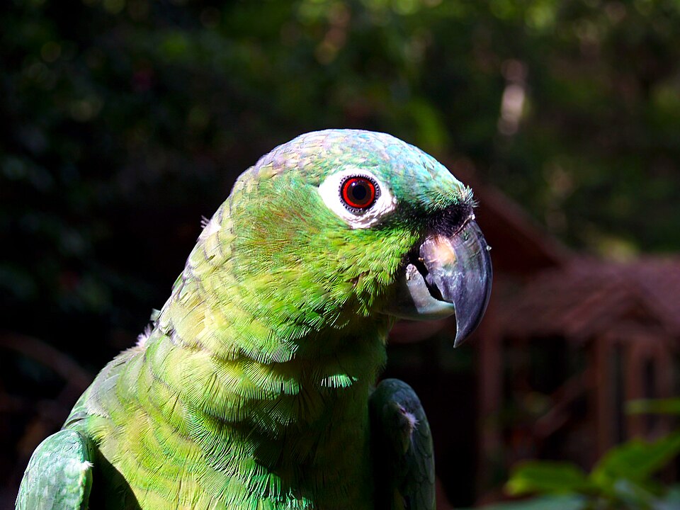 Northern Mealy Amazon