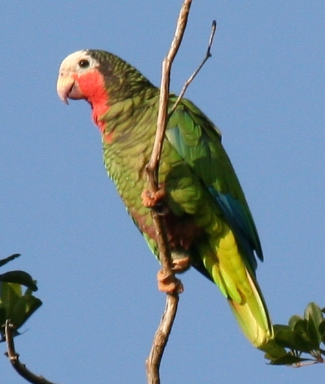 Cuban Amazon