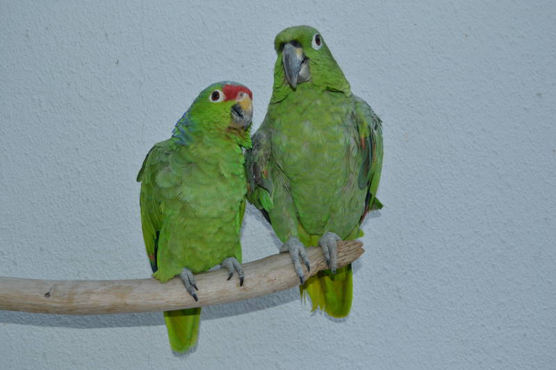 Scaly-naped Amazon