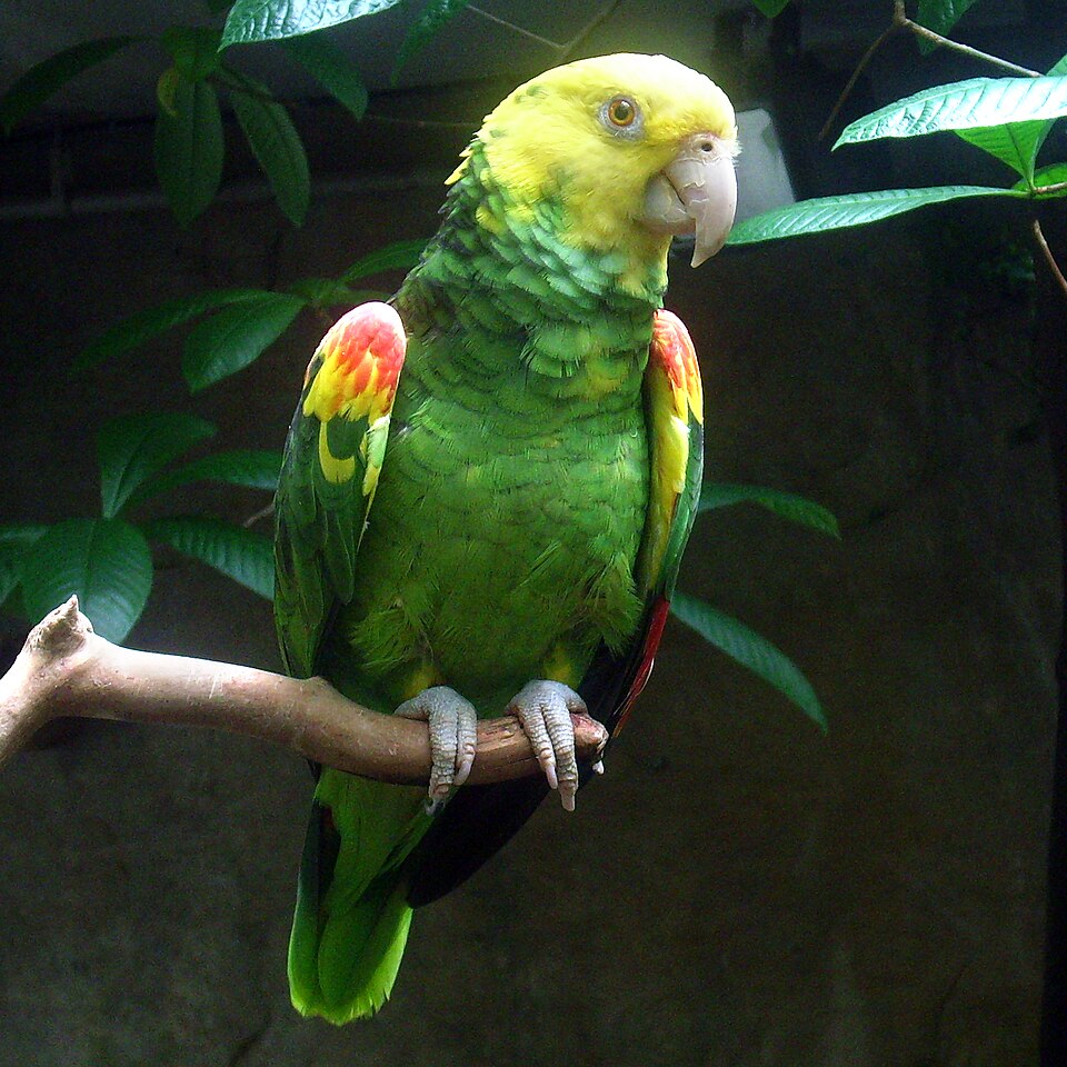 Yellow-headed Amazon