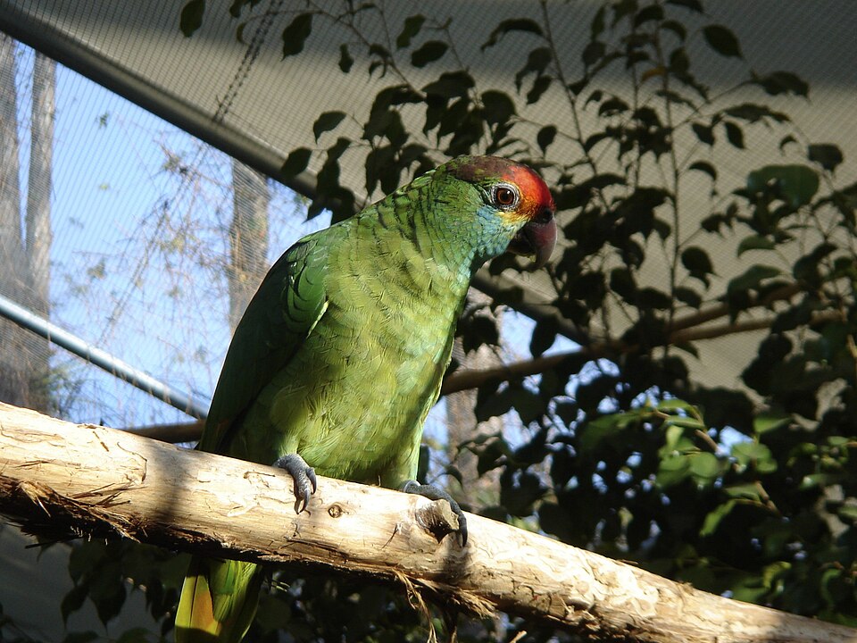Red-browed Amazon
