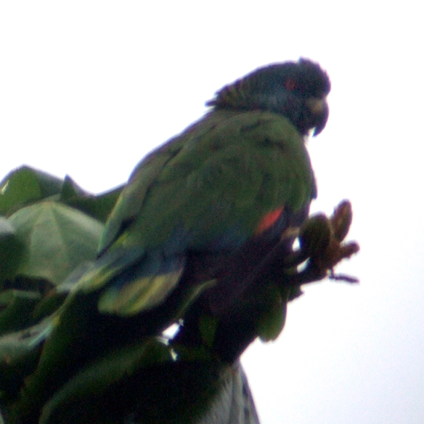 St. Lucia Amazon