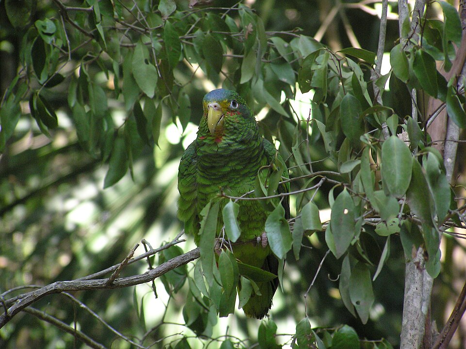 Yucatan Amazon