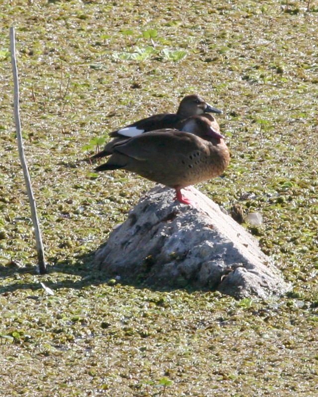 Brazilian Teal