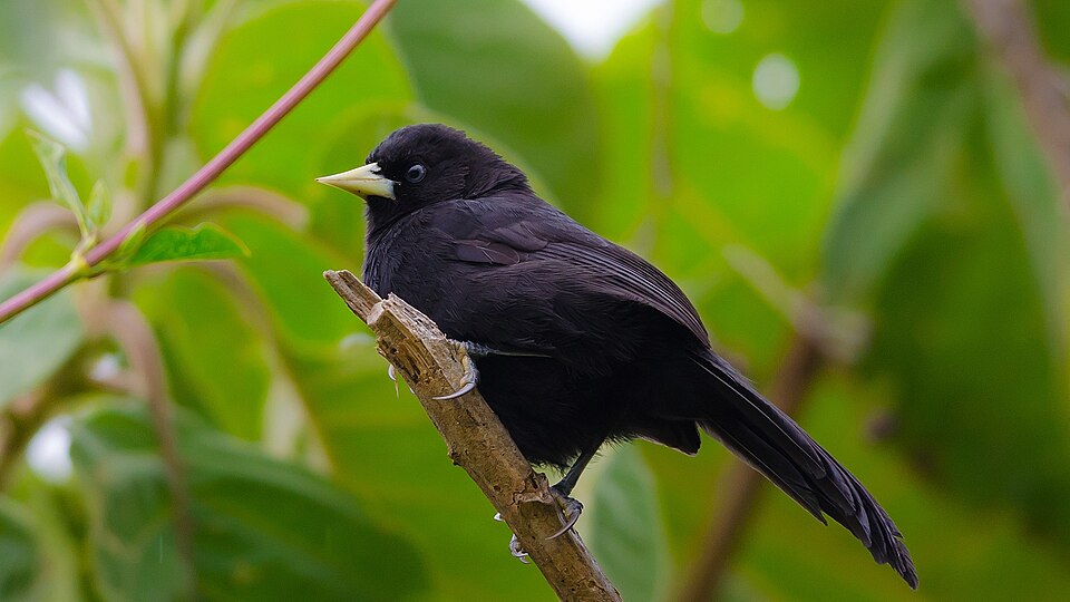 Yellow-billed Cacique