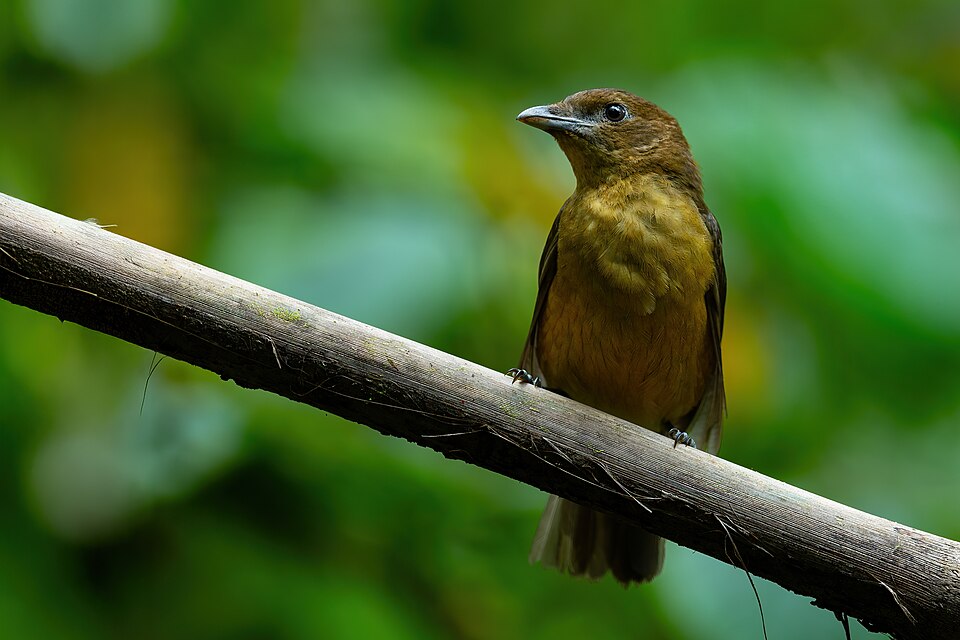 Vogelkop Bowerbird