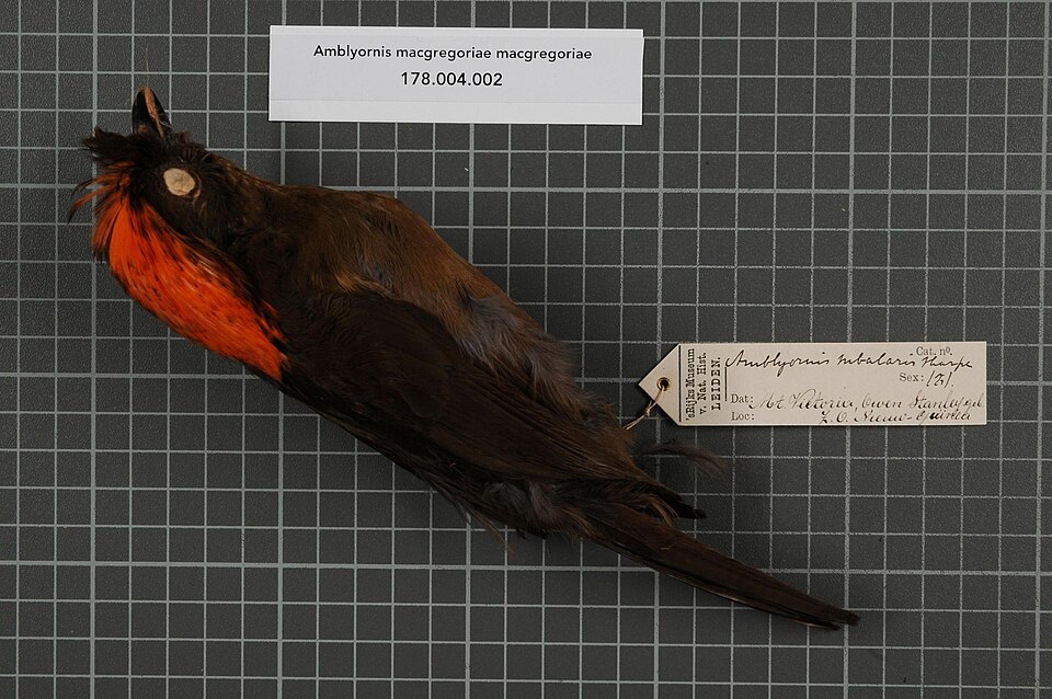 MacGregor's Bowerbird