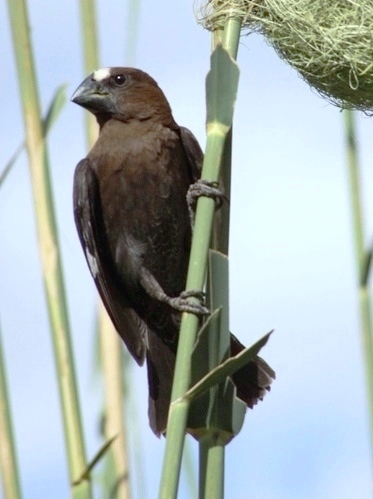 Thick-billed Weaver
