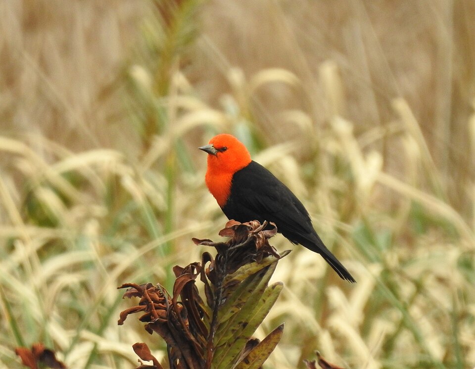Scarlet-headed Blackbird