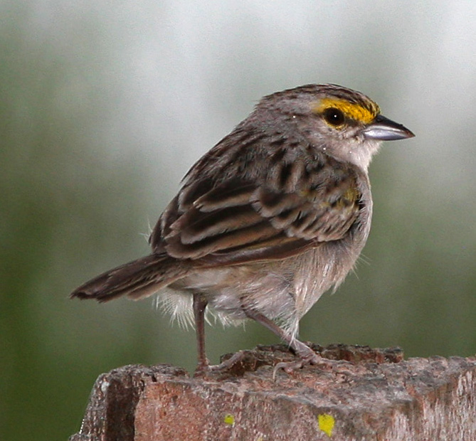 Yellow-browed Sparrow