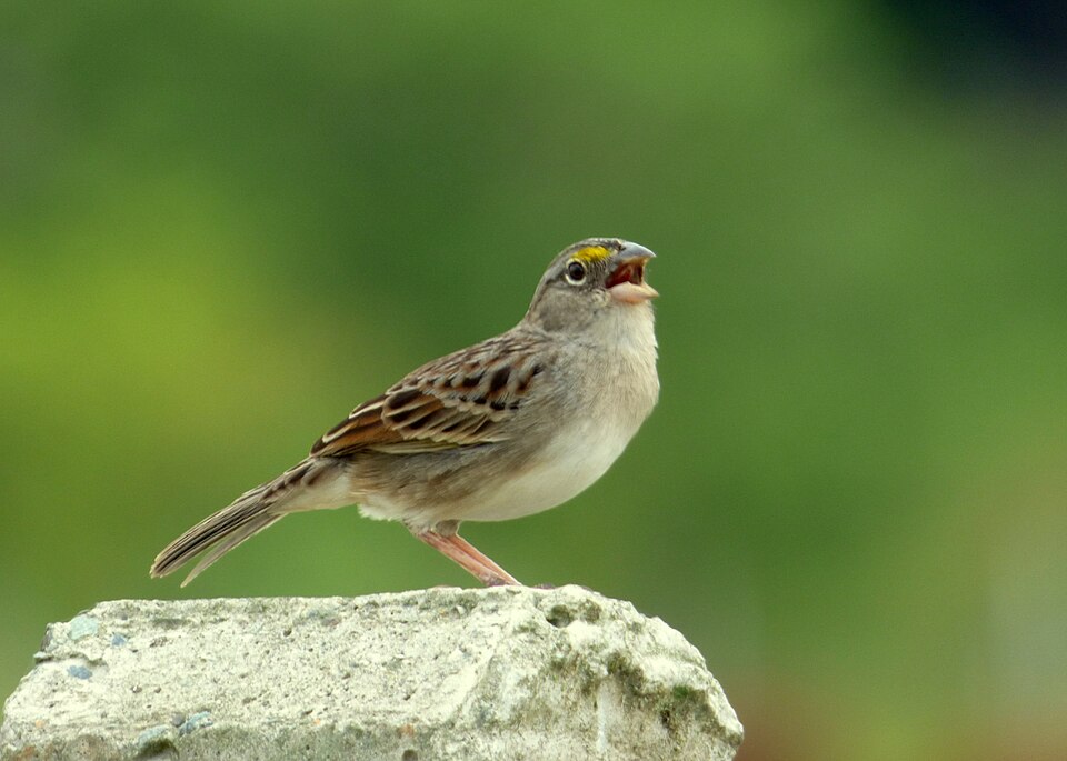 Grassland Sparrow