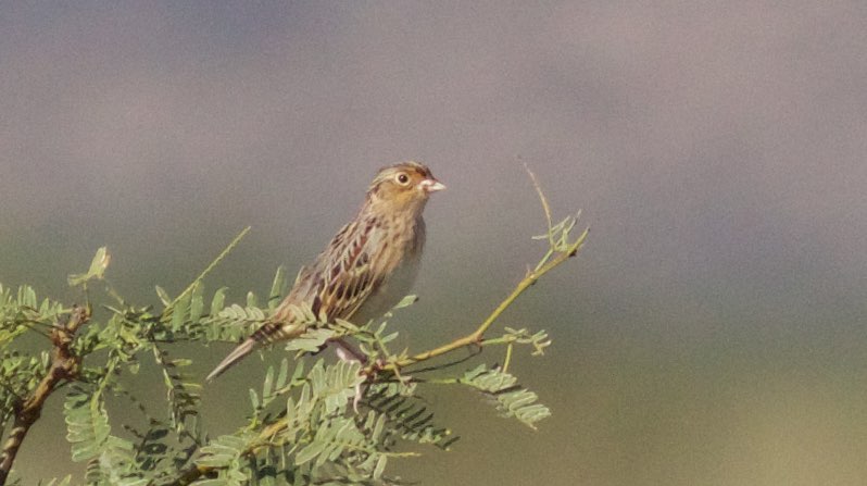 Grasshopper Sparrow