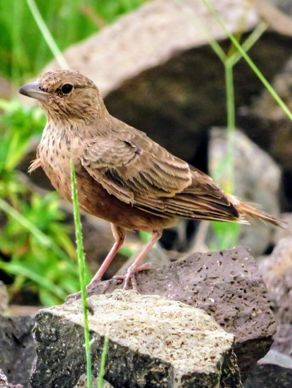 Rufous-tailed Lark