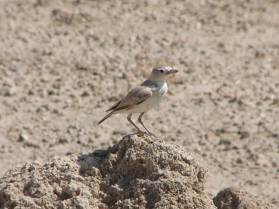 Gray's Lark
