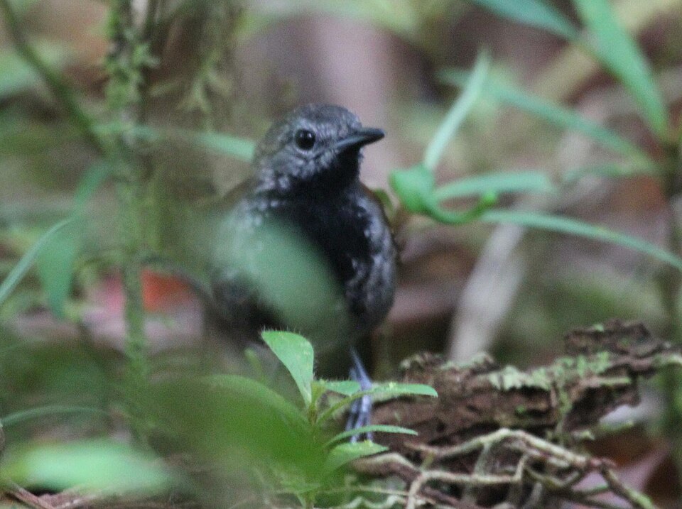 Grey-bellied Antbird