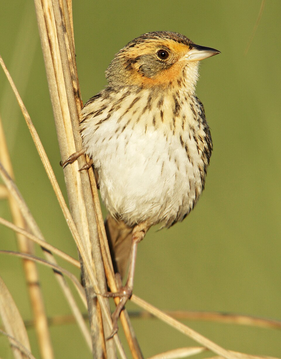 Saltmarsh Sparrow