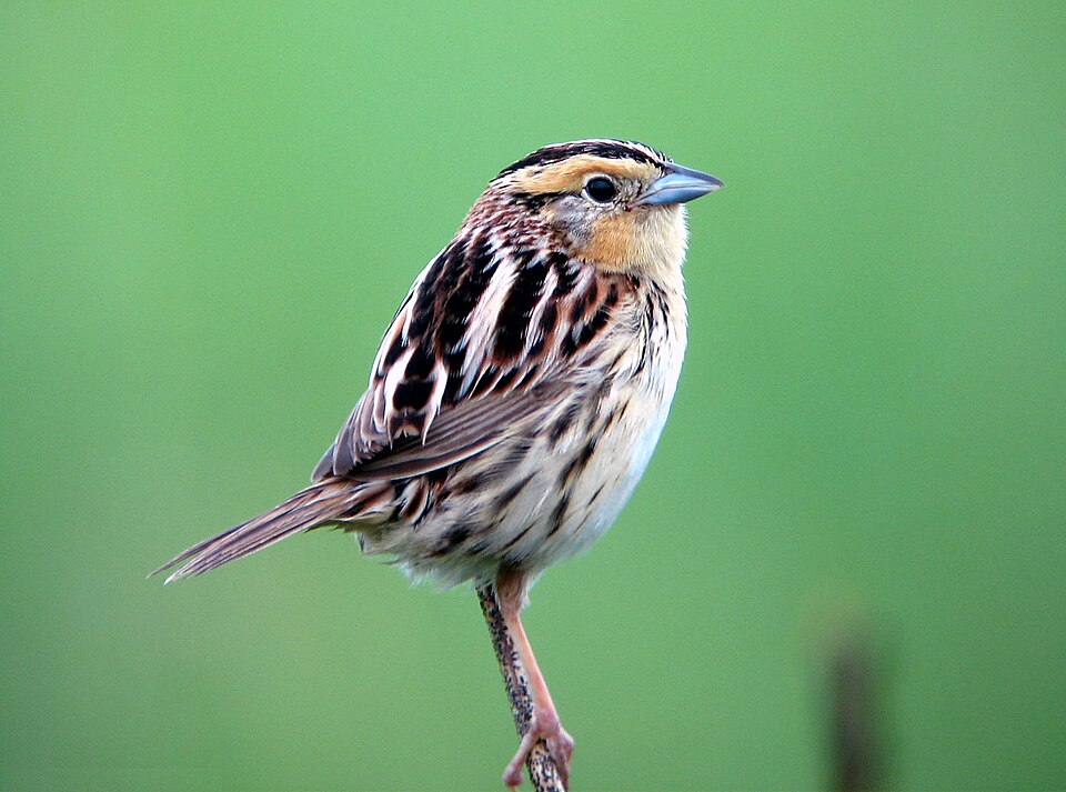 LeConte's Sparrow