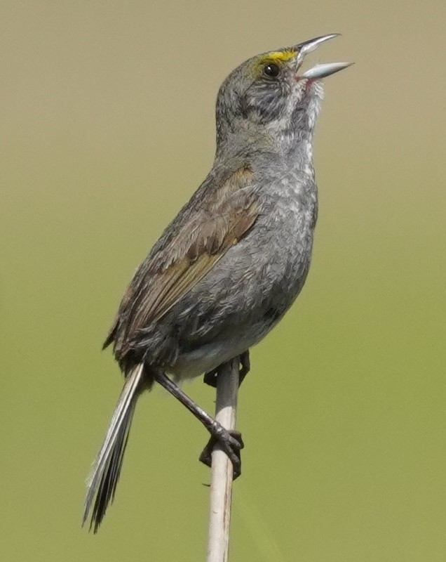 Seaside Sparrow