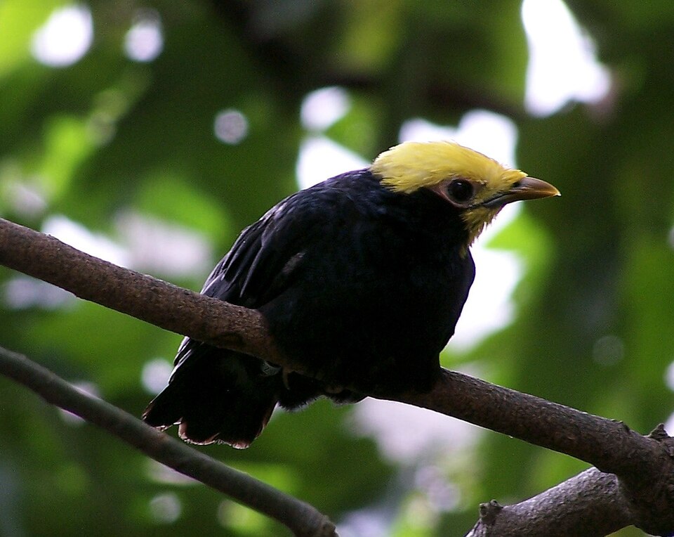 Golden-crested Myna