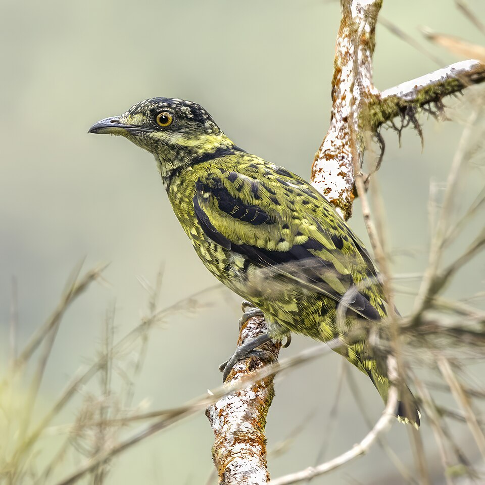 Scaled Fruiteater