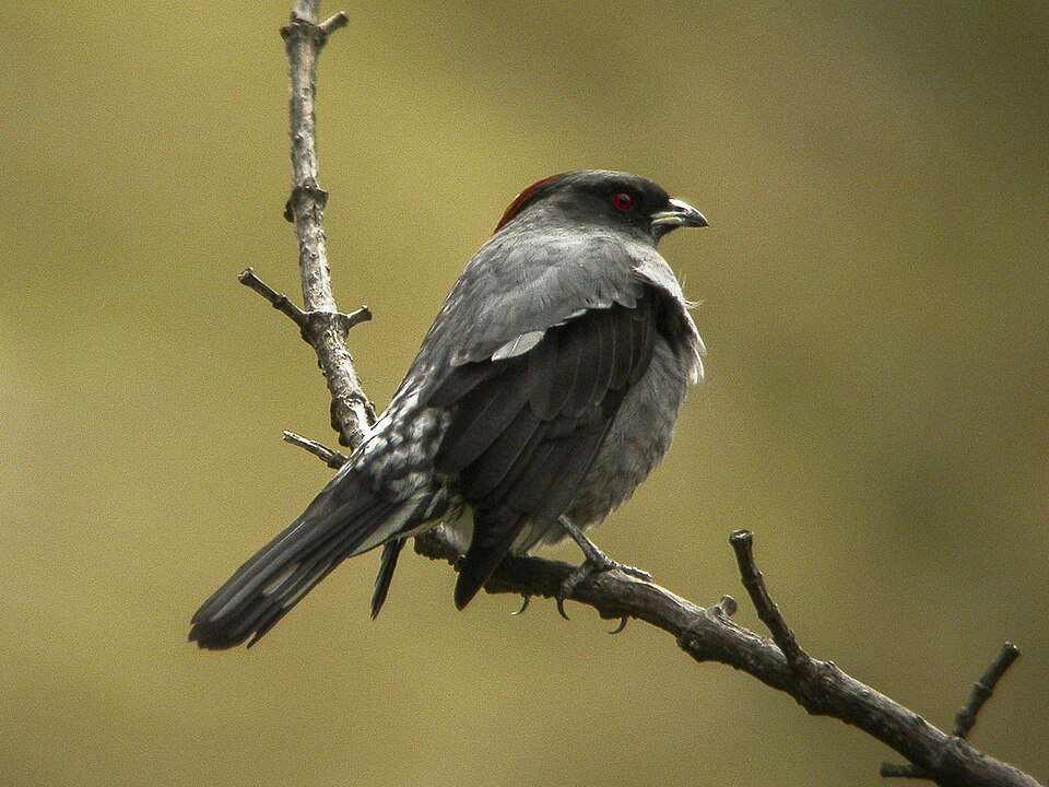 Red-crested Cotinga