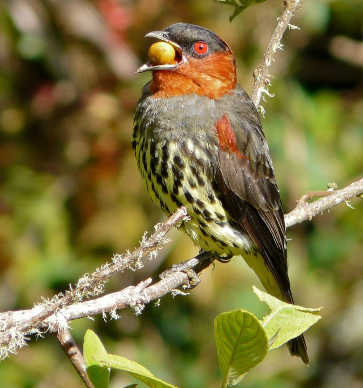 Chestnut-crested Cotinga