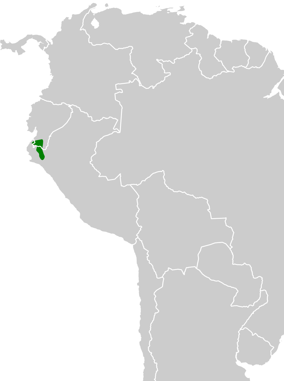 Grey-headed Antbird