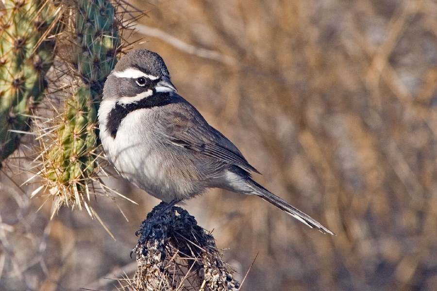 Black-throated Sparrow