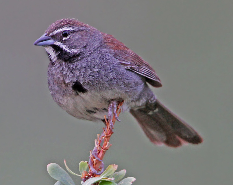 Five-striped Sparrow