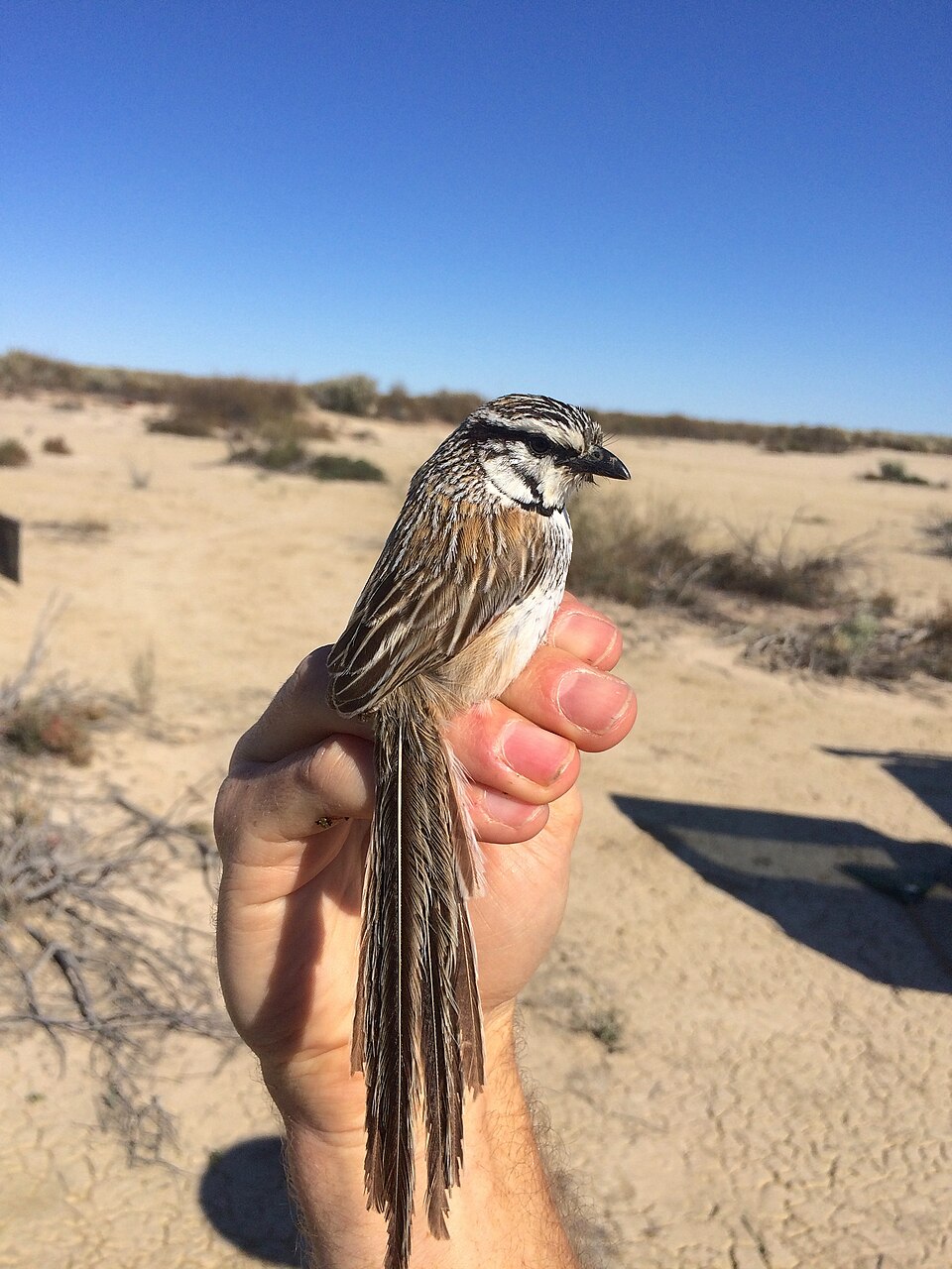 Grey Grasswren