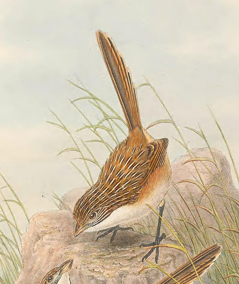 Eyrean Grasswren