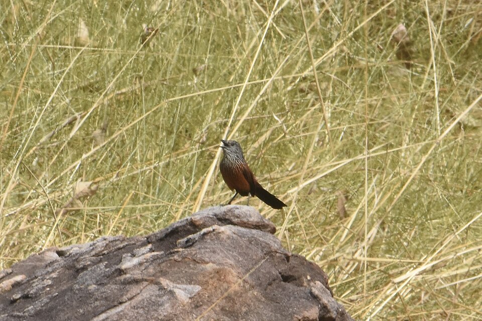 Black Grasswren