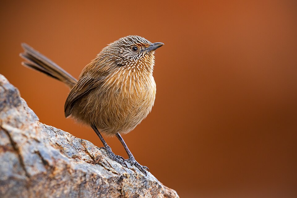 Dusky Grasswren